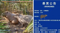 扬州动物园三只水豚“越